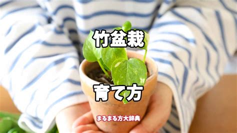 竹子盆栽種類|【プロが解説】竹盆栽の育て方 